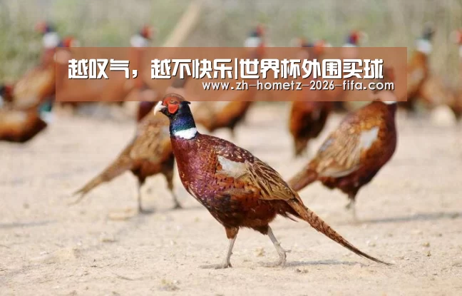 越叹气,越不快乐|世界杯外围买球(图4) 2026世界杯